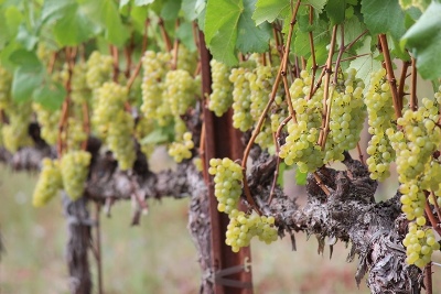 2015 PATH Act Amendments Regarding Vineyards
